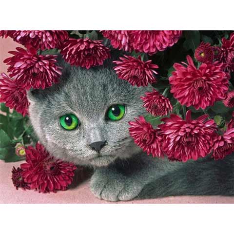 Fleur de Chat