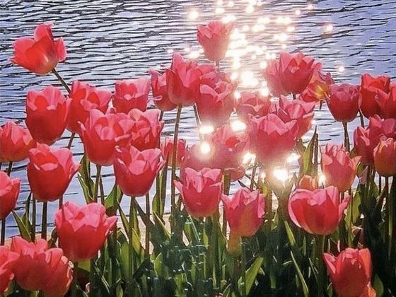 Mer de fleurs de tulipes