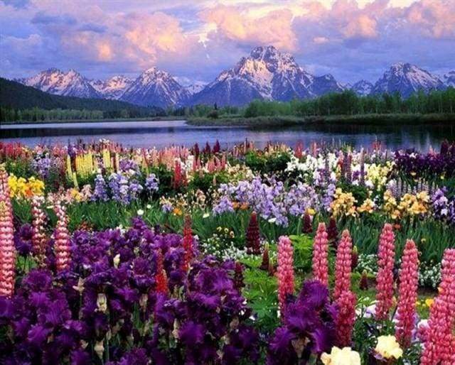 Fleurs et lac au Pied de la Montagne
