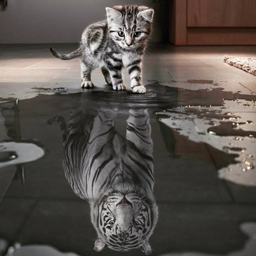 Chaton Reflet Tigre