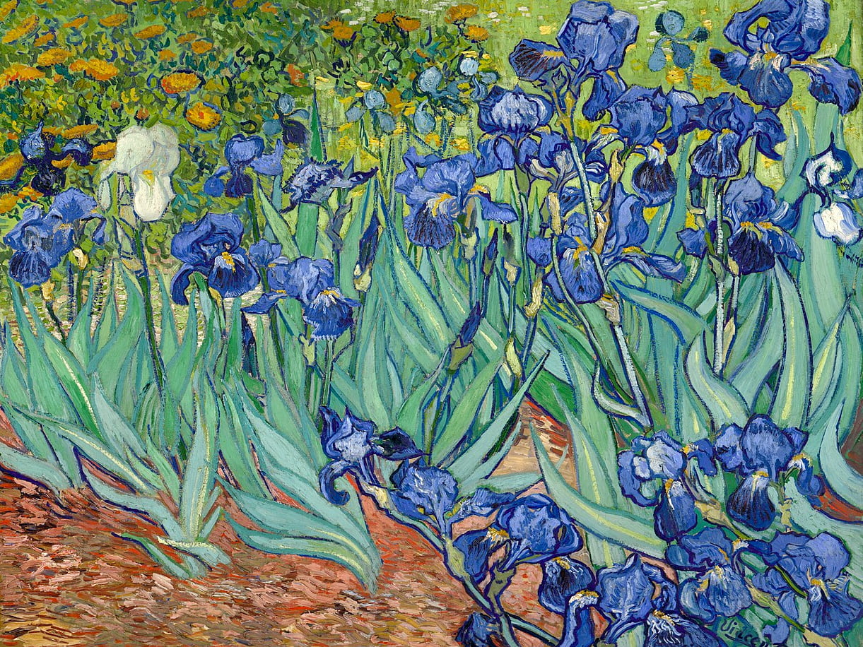 Irises